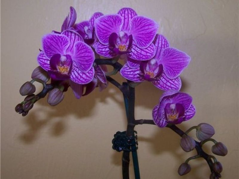 Вредители на орхидеи