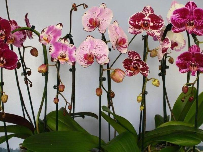 Видове и имена на орхидеи