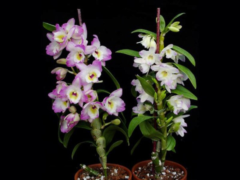 Период на цъфтеж на орхидея