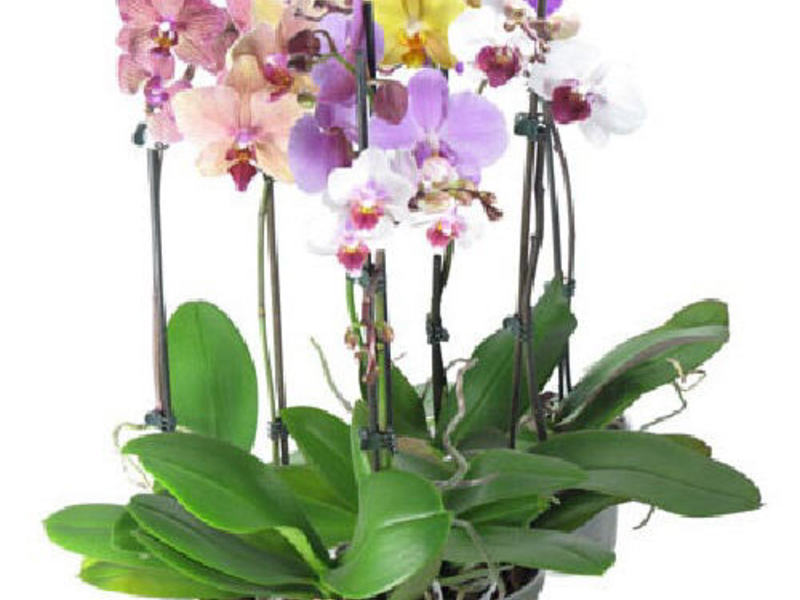 Грижа за домашна орхидея
