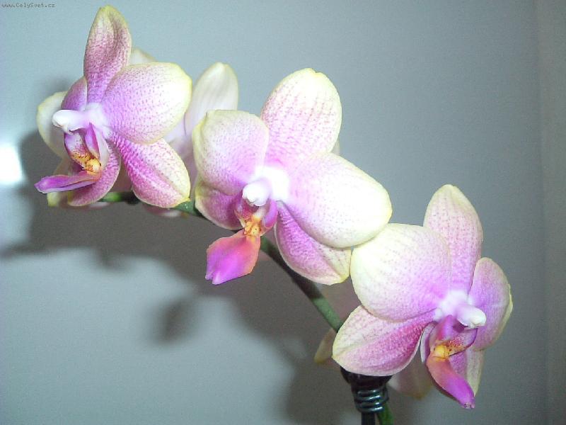 Как да се грижим за орхидеите