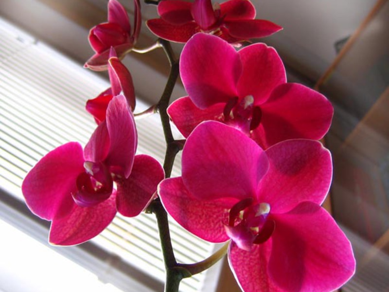 Цвят на орхидея
