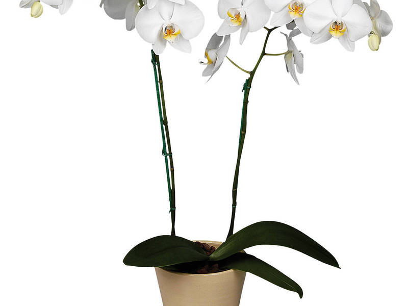 Вътрешни орхидеи