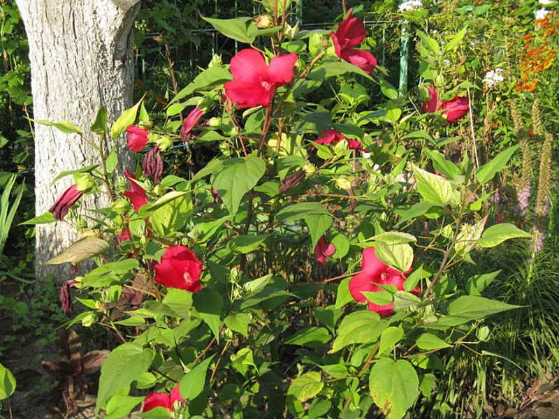 Градинският червен хибискус е храст с ярки цветя.