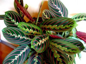 Arrowroot tricolor е друг сорт саксийни растения.