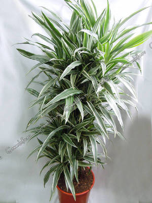 Dracaena deremskaya - интересно разнообразие от домашно растение
