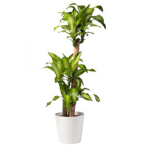 Ароматната драцена е вид саксийно растение.