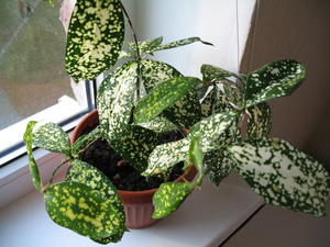Dracaena Godsef е един от популярните сортове на това растение.