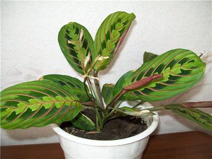 Le piante d'appartamento sono belle e salutari per l'atmosfera della casa.