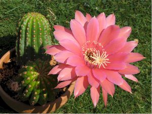 Cactus del deserto durante la fioritura