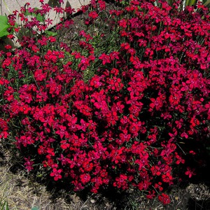 Карамфил тревист - яркочервени цветя.