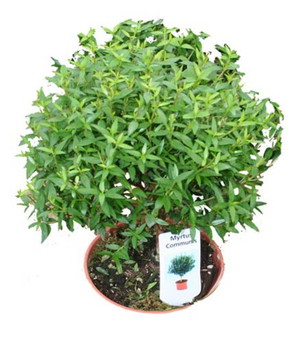 Вътрешната мирта (Myrtus) е декоративно саксийно растение.