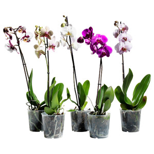 Орхидеите в саксии се продават в магазините за цветя.