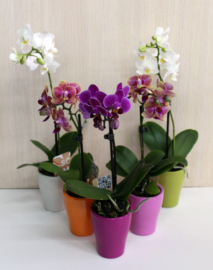 Мини орхидеята е растение, което не заема много място у дома.