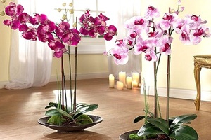 Орхидеята е красиво цвете, което е обичано много заради своята красота и екзотика.