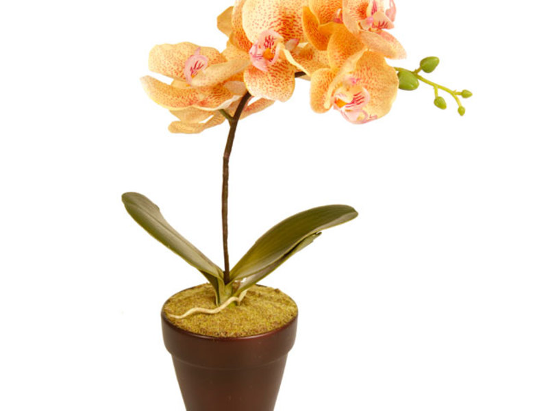 Цветето на орхидеята може да расте в пластмасова или керамична саксия.