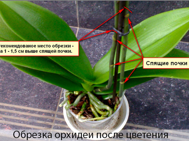 Грижата за орхидея изисква известни познания.