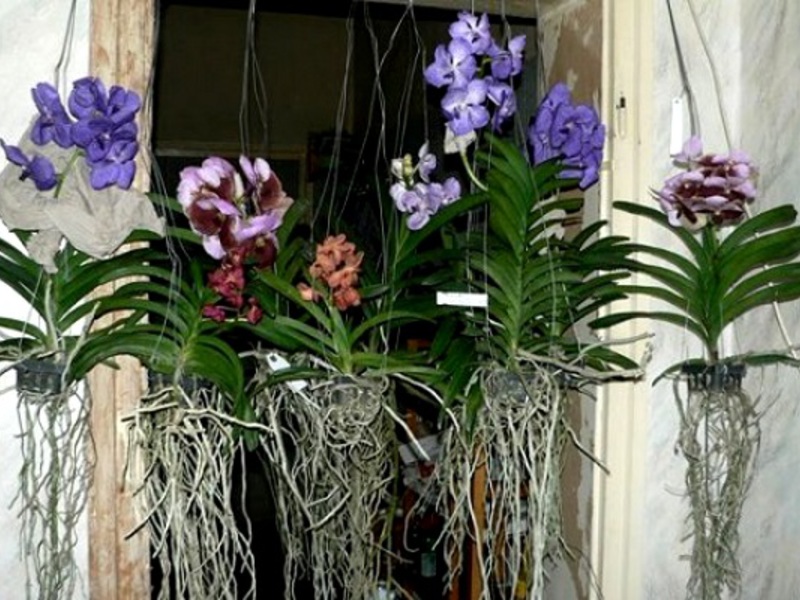 Грижата за орхидеите е много важна, тъй като екзотичните декоративни цветя са склонни към различни заболявания.