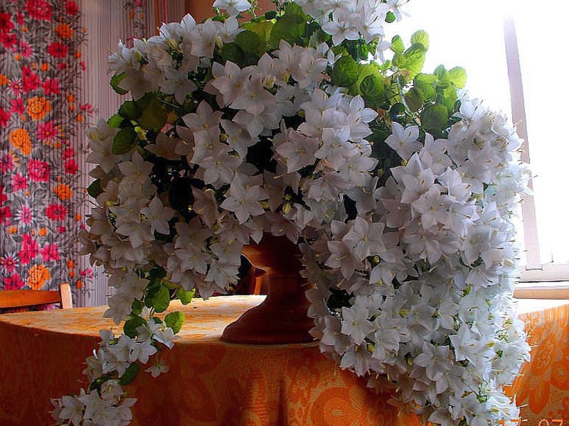 Булка и младоженец, образуващи цвете