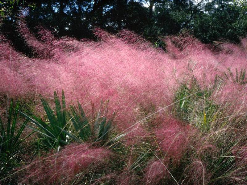 Характеристики на растението пера от трева