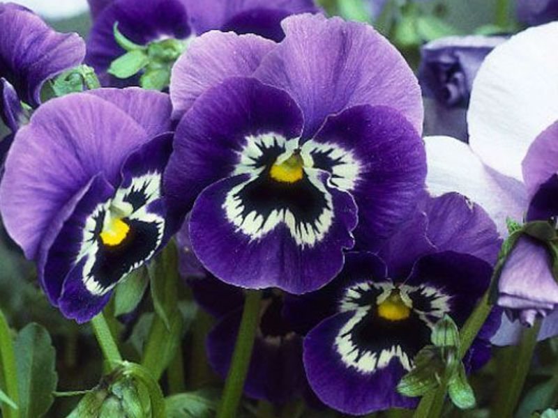 Viola grandiflorum