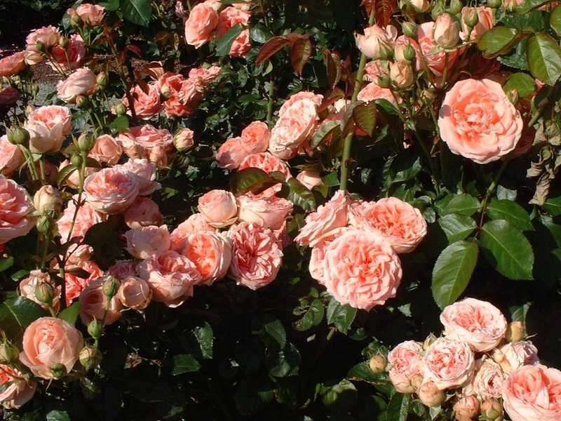 Външен вид на флорибунда рози
