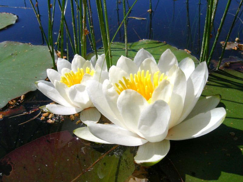 Описание на растението бяла водна лилия