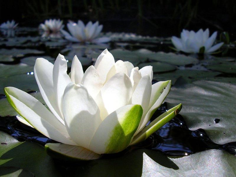 Красива бяла водна лилия