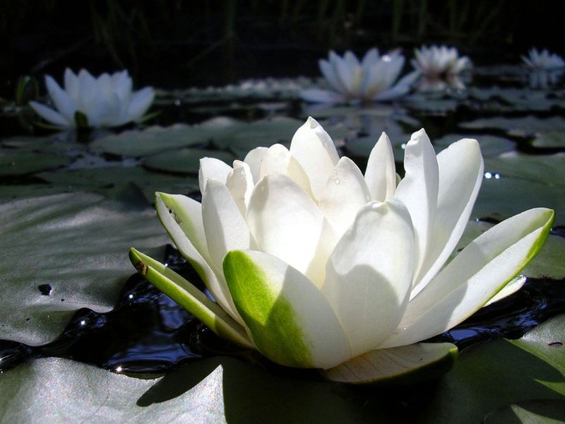 Растение бяла водна лилия