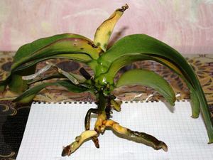 Корените на орхидеите извън земята са показани на снимката