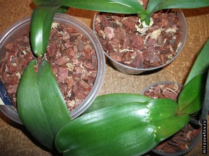 Цветните стъбла на орхидеи са показани на снимката