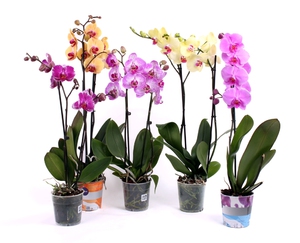 Phalaenopsis е домашна орхидея за продажба в магазин.