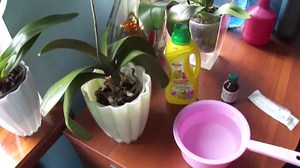 Торове за орхидеи - как да ги развъждаме правилно?
