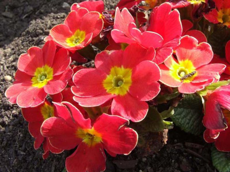 Primula sinensis - ярки красиви цветя