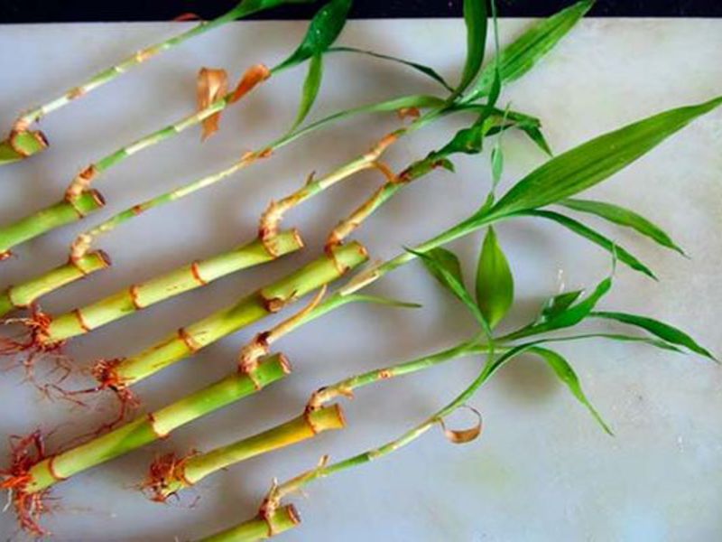 Описание на бамбуковото растение