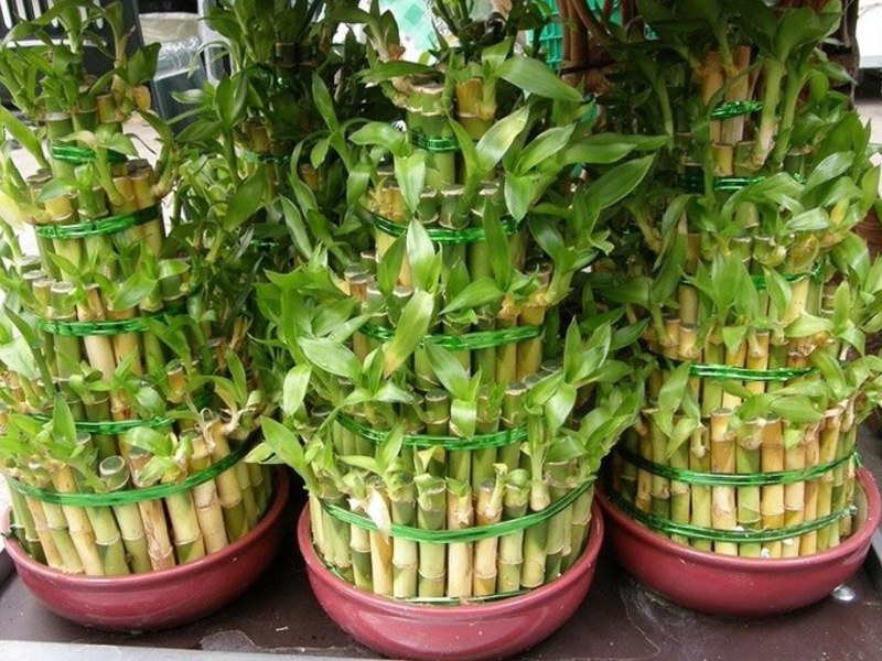 Засаждане на бамбук