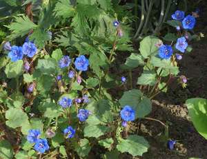 Цъфти фацелия са малки сини цветя.