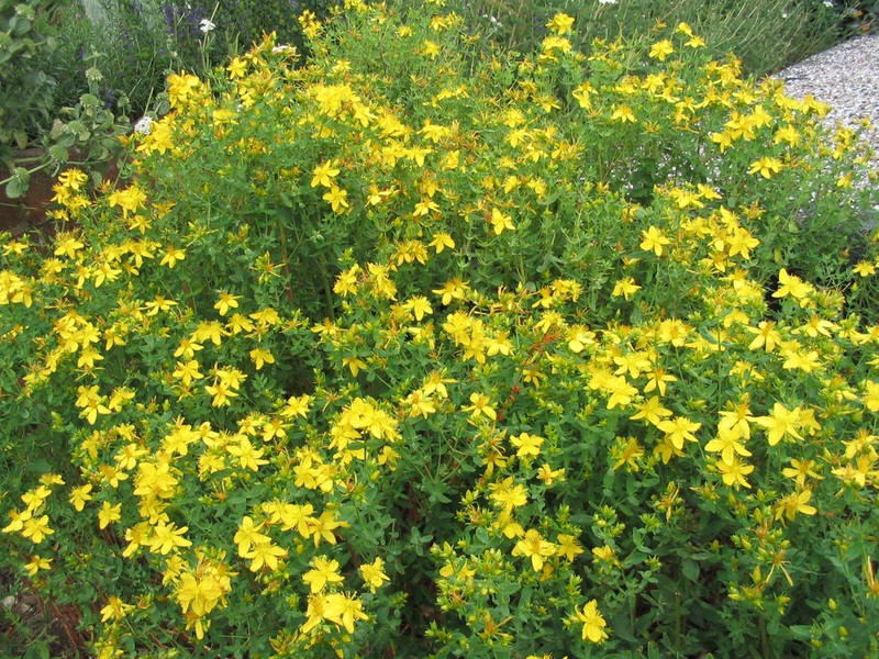 Характеристика на растението жълт кантарион