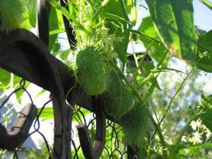 Луда краставица - декоративно едногодишно растение