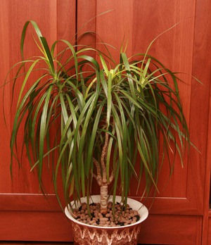 Dracaena compacta - вечнозелено храстово растение