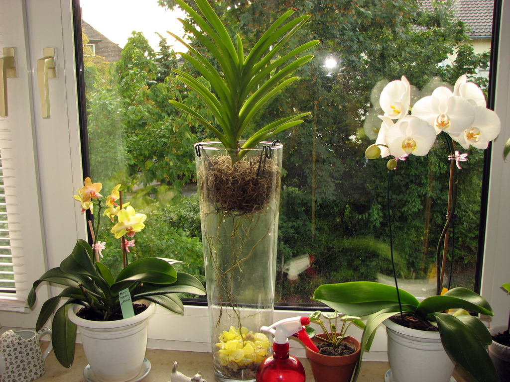 Как правилно да поливате орхидея у дома