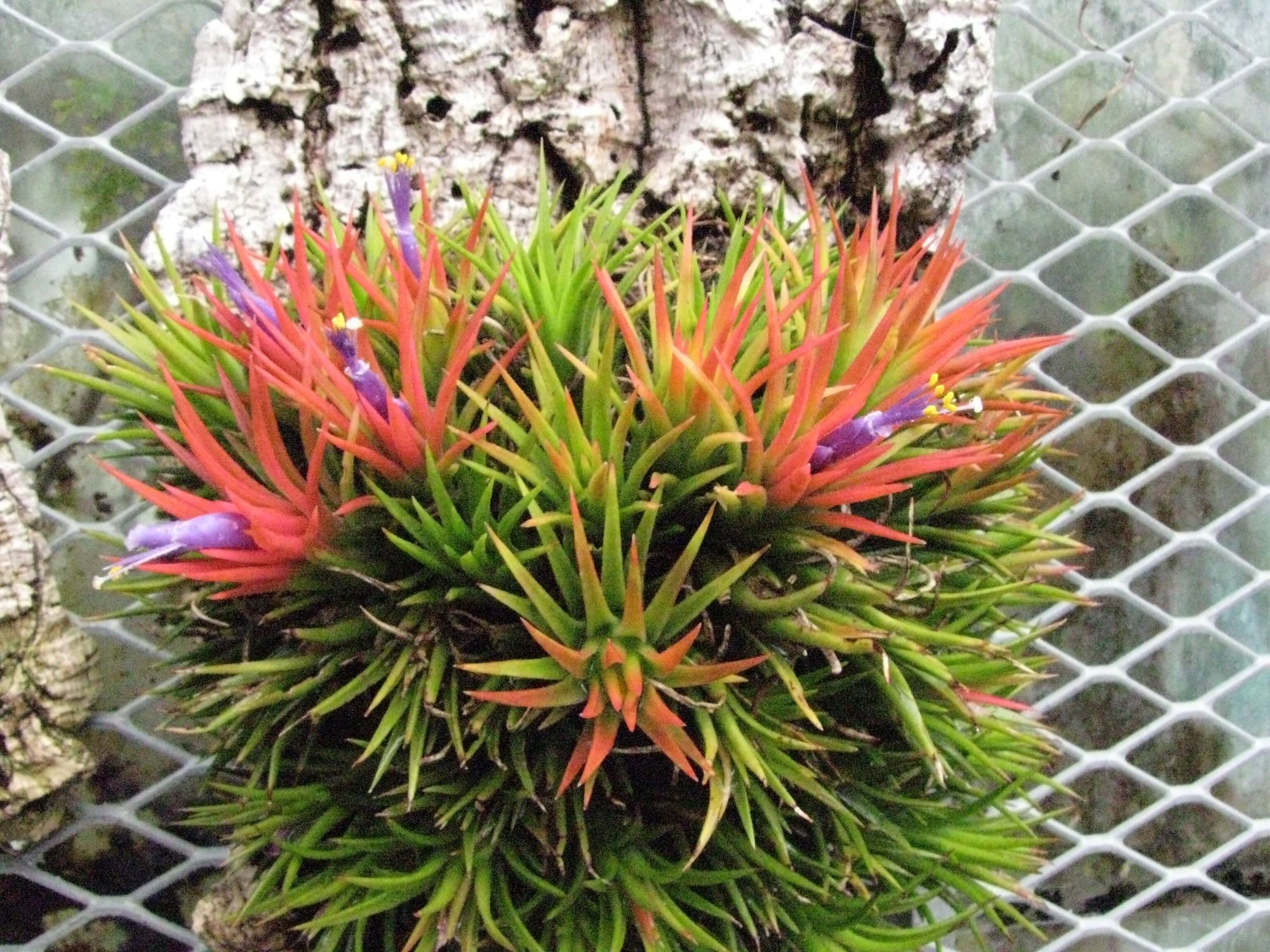Tillandsia: ярко и необичайно растение във вашия дом