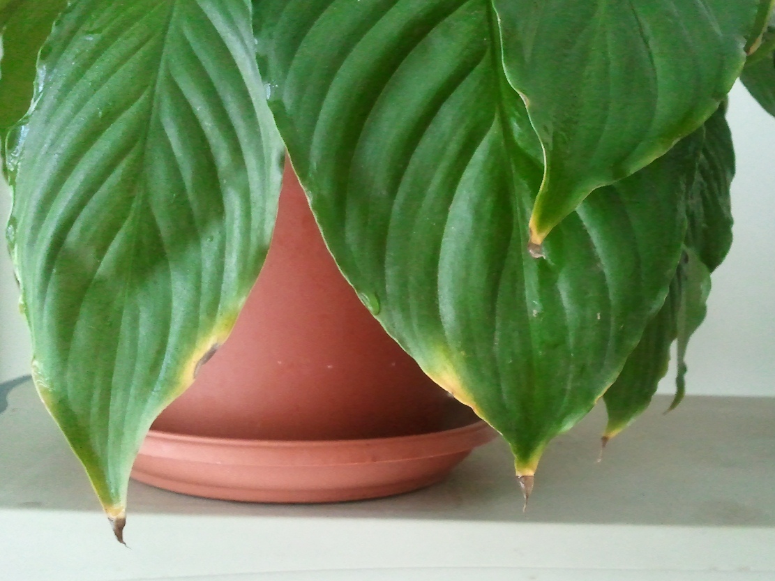 Защо върховете и ръбовете на листата в стайните растения пожълтяват