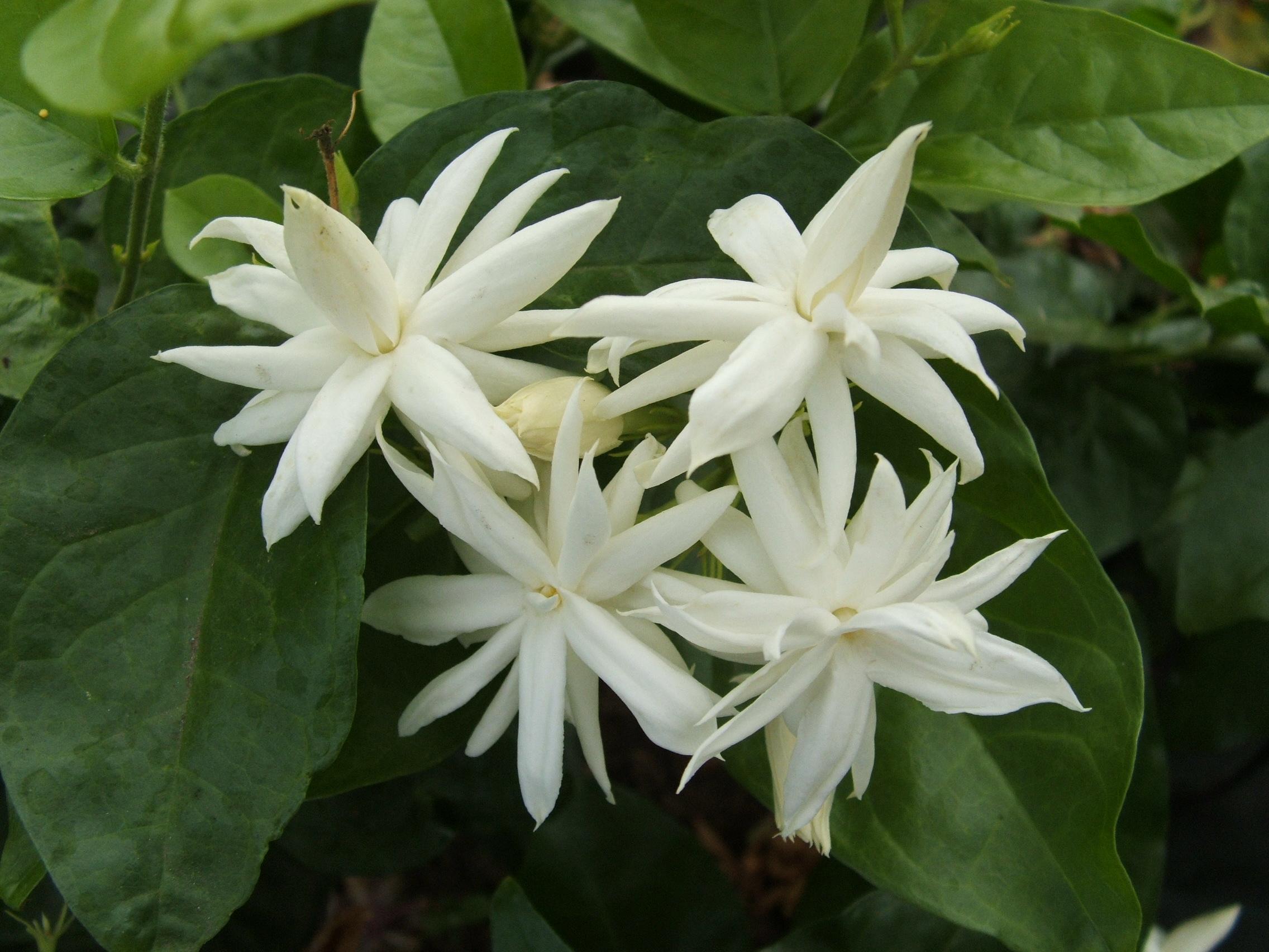 Жасминово цвете: снимка, сортове, домашни грижи