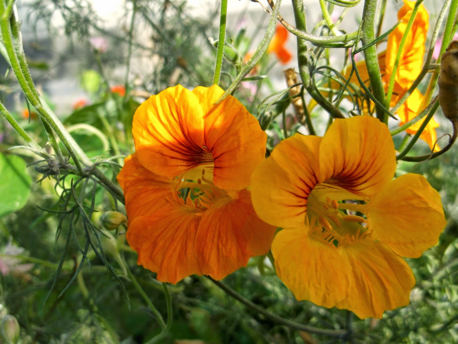 Отглеждане на настурция: описание, снимка на цветя