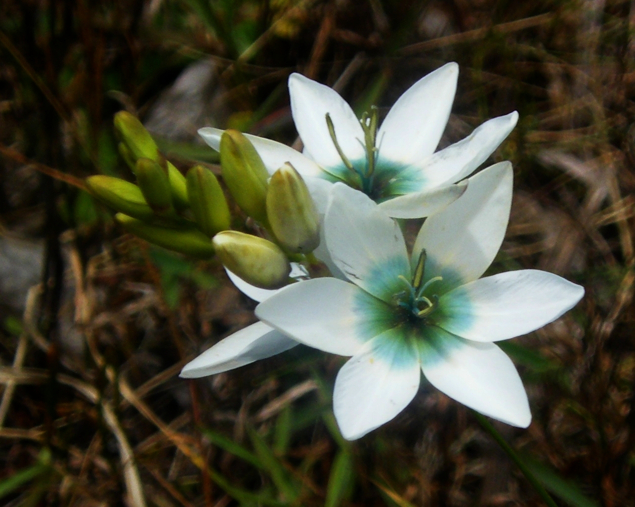 Ixia: засаждане и грижа за екзотично цвете на открито, снимка