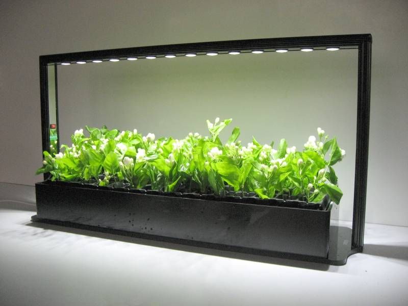 Как да изберем флуоресцентни лампи за стайни растения