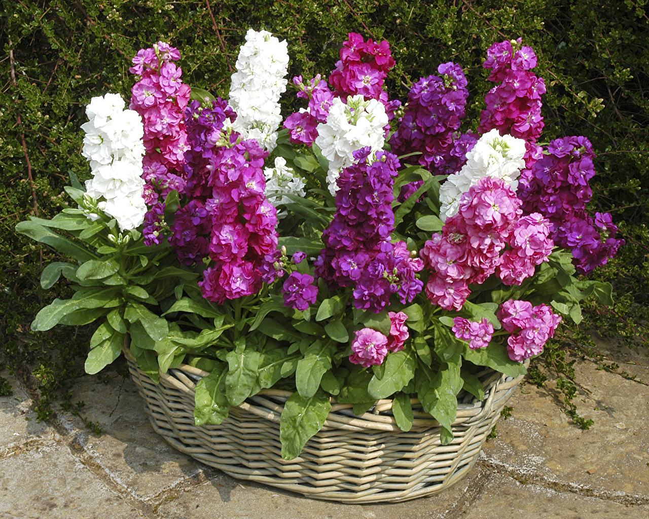 Ароматни цветя на здрача - levkoi, правила за засаждане и снимки