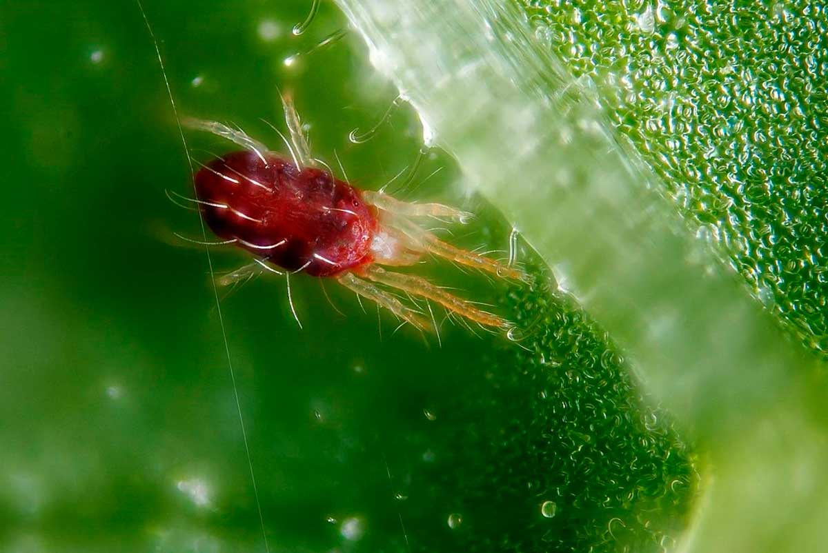 سوس العنكبوت على النباتات الداخلية: كيف تقاتل في المنزل؟