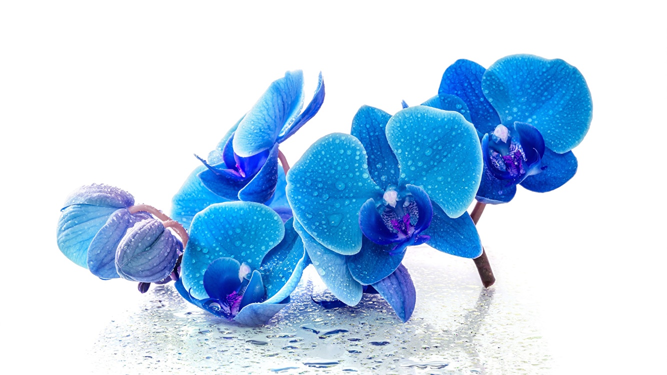 Mėlynos ir mėlynos orchidėjos: grožis iš gamtos ar žmogaus įsikišimo